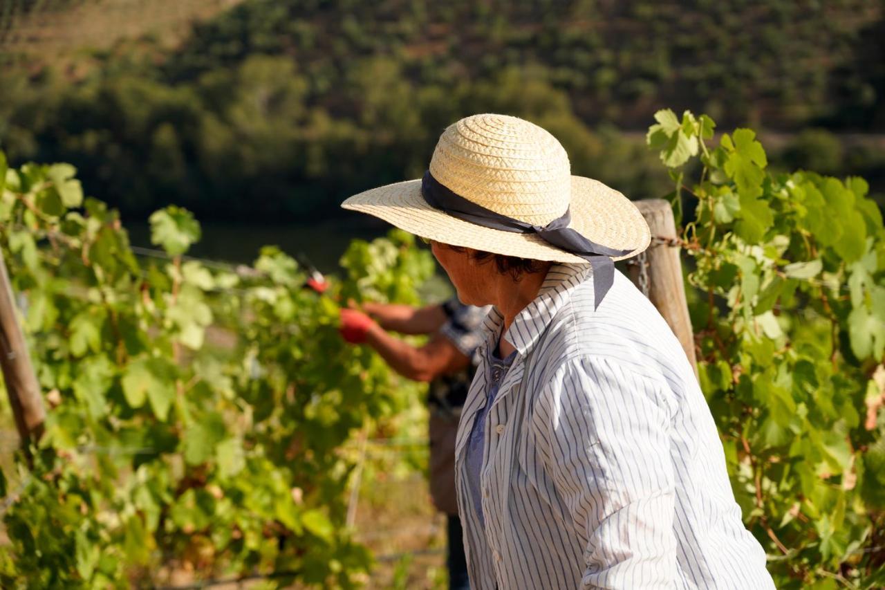 Quinta De S. Jose - Turismo Rural Ervedosa do Douro Eksteriør bilde